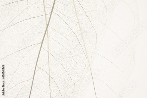 skeleton leaves beige background. White skeletonized leaf on beige background.Skeletonized leaf texture. Beautiful nature plant background.Nature and ecology concept. © Yuliya