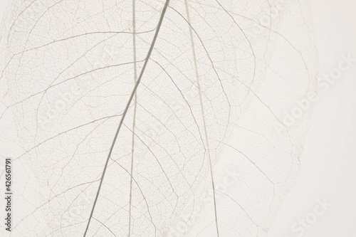 skeleton leaves beige background. White skeletonized leaf on beige background.Skeletonized leaf texture. Beautiful nature plant background.Nature and ecology .Wallpaper phone © Yuliya
