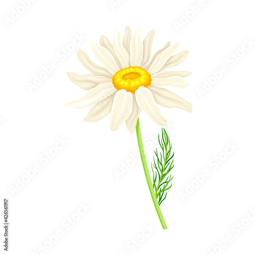 White Flower of Daisy or Bellis Perennis Plant on Green Stem with Leaf Vector Illustration