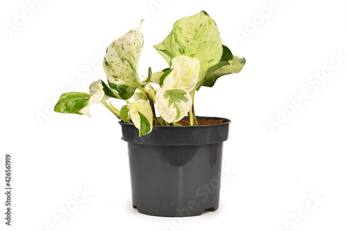 Small exotic 'Epipremnum Aureum Manjula' pothos houseplant in flower pot isolated on white background photo