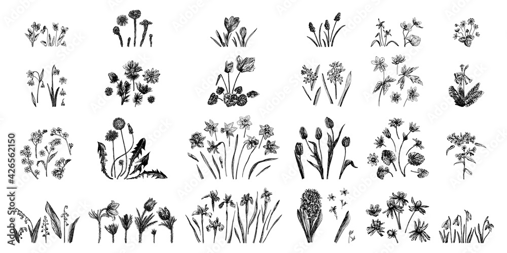Set of vector illustrations of spring flowers drawn with a black line on a white background.