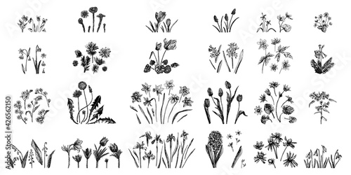 Set of vector illustrations of spring flowers drawn with a black line on a white background.