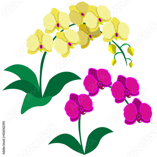 Yellow and pink orchids  isolated on white background. Clipart  vector.
