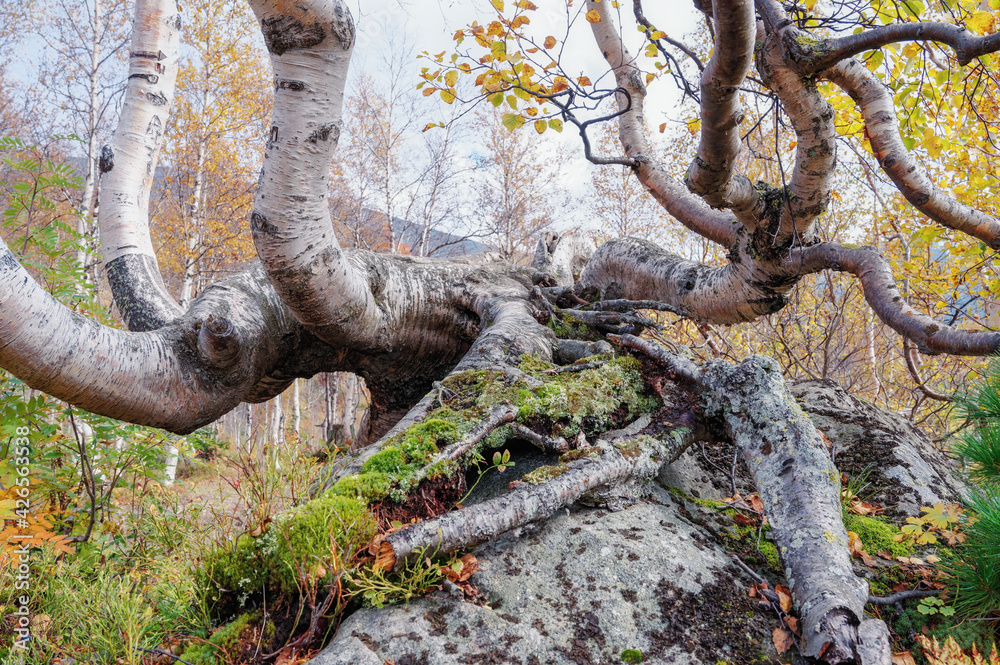 A birch tree with large branches and roots that grew right on a large stone covered with moss and next to the colorful autumn in the mountains of Khakassia on the Ivanovskie lakes