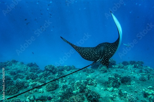 Swimming with Spotted Eagle Rays in Hawaii 