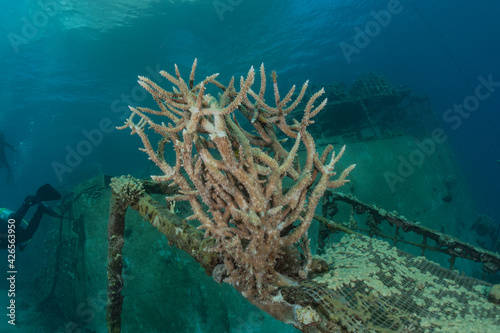 Coral reef and water plants in the Red Sea, Eilat Israel 