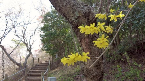 Spring flowers blooming in mulmangol village, Busan, South Korea, Asia. photo