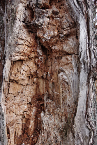 The trunk of an old tree is affected by bark beetles and other pests. Damaged tree.
