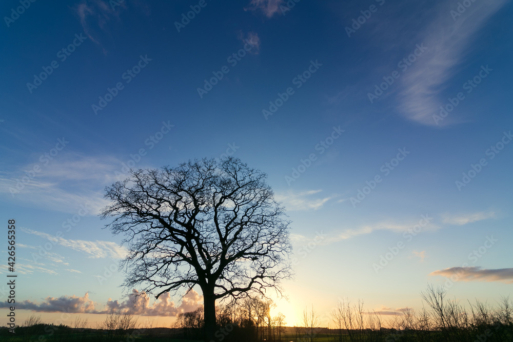 Single oak tree with blue evening sky in winter. Single oak tree with blue evening sky in winter.