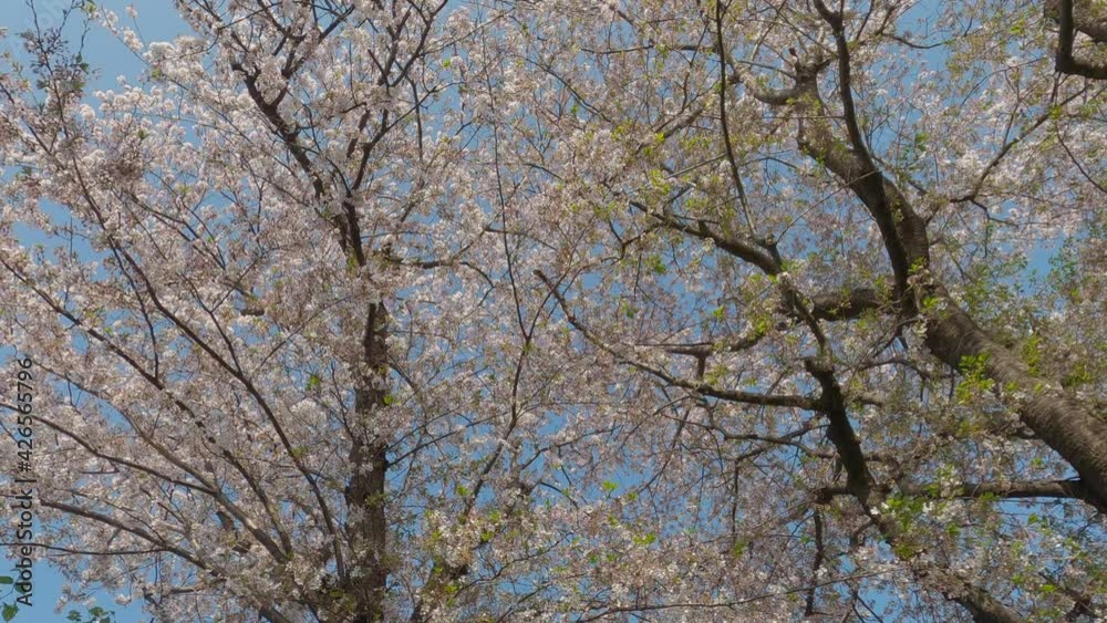 ゆっくりと散る桜の花びらと小鳥 ゆっくりと散る桜の花びらと小鳥