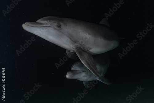 Dolphin swimming in the Red Sea  Eilat Israel 