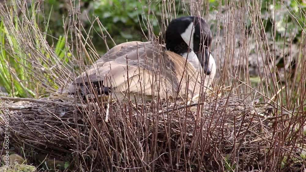 Breeding Canada goose branta canadensis sitting relaxed on its nest and ...