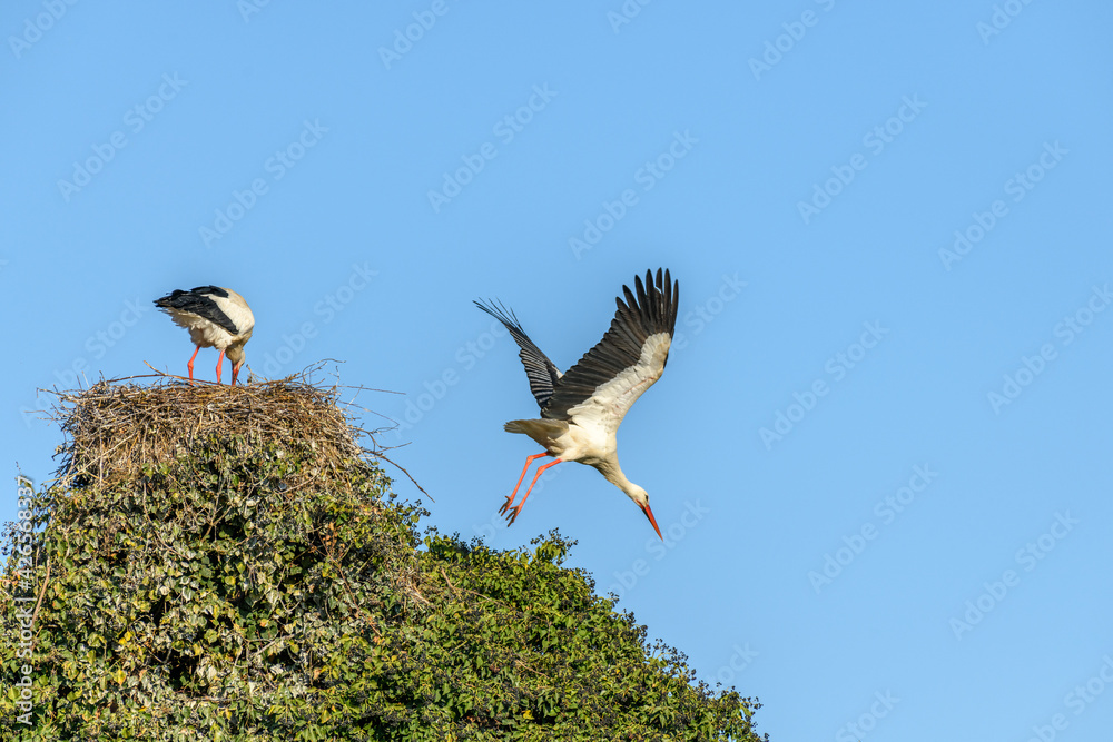 White stork in courtship period in early spring White stork in courtship period in early spring