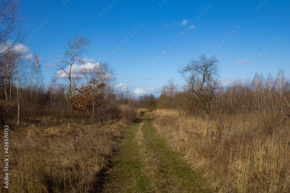 path in the forest