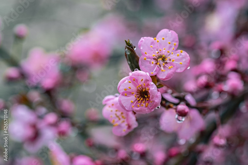 Delicate pink plum flowers close-up in raindrops