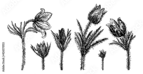 Vector illustrations of Pulsatilla patens drawn with a black line on a white background.