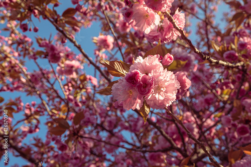 Beautiful pink sakura flowers. Blooming sakura in spring. Joyful spring mood of a sunny day