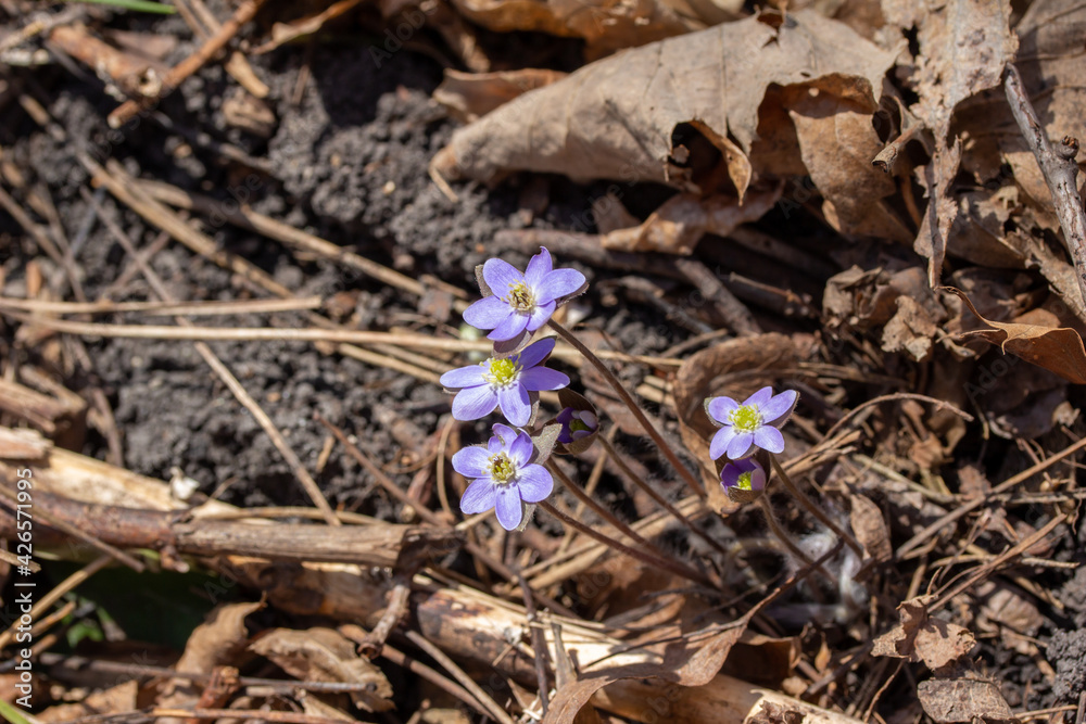 Close up view of a cluster of uncultivated native Sharp-lobed Hepatica wildflowers (anemone acutiloba) growing undisturbed in a North America woodland ravine in early spring Close up view of a cluster of uncultivated native Sharp-lobed Hepatica wildflowers (anemone acutiloba) growing undisturbed in a North America woodland ravine in early spring