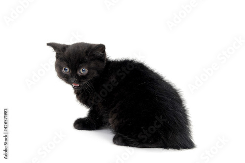 fluffy purebred black kitten sits sideways on an isolated background © Евгений Порохин