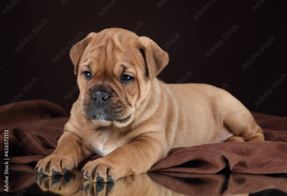 Cute little ca de bou puppy lying on brown background