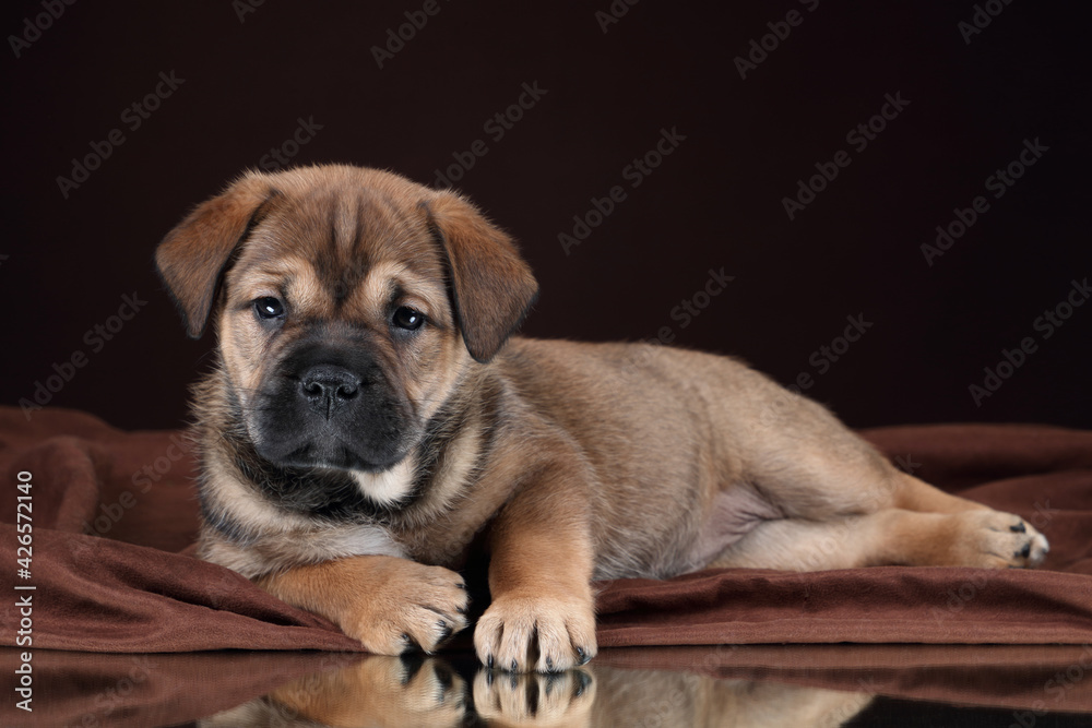 Cute little ca de bou puppy lying on brown background Cute little ca de bou puppy lying on brown background
