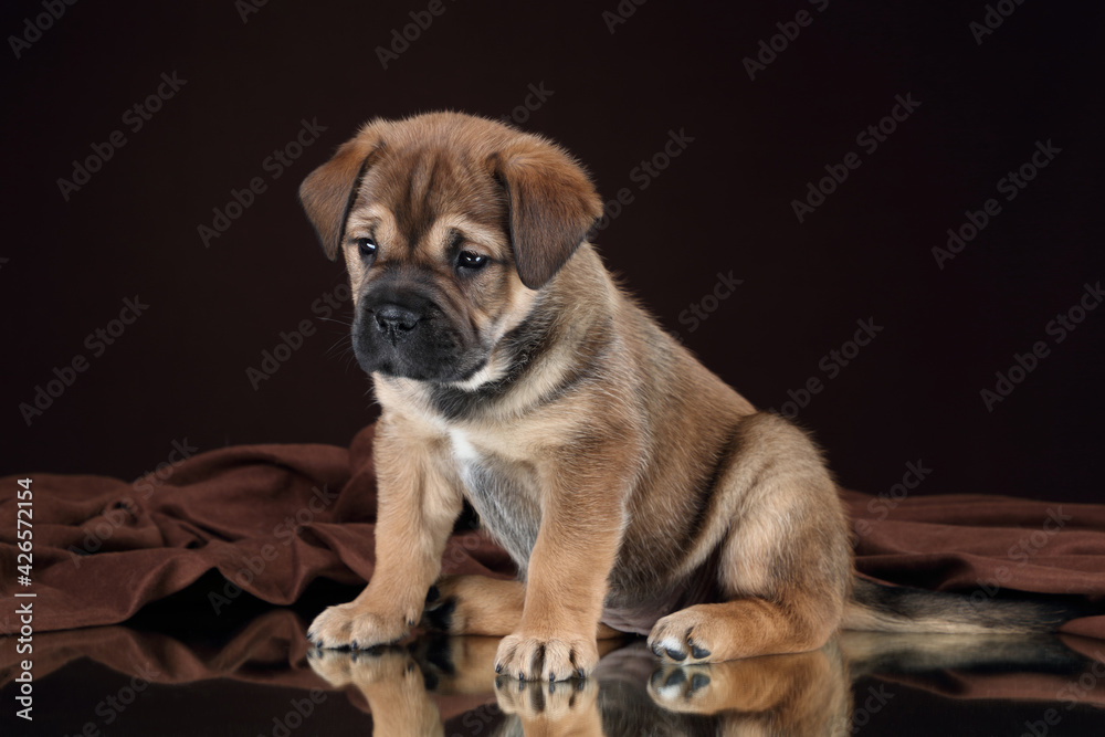 Cute little ca de bou puppy sitting on brown background
