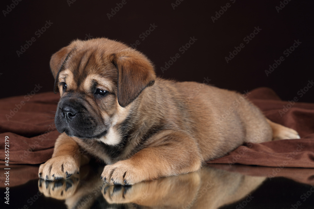 Cute little ca de bou puppy lying on brown background