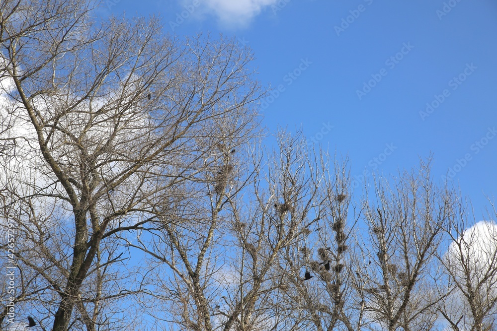 Rooks nest on deciduous trees in spring. Rooks nest on deciduous trees in spring.