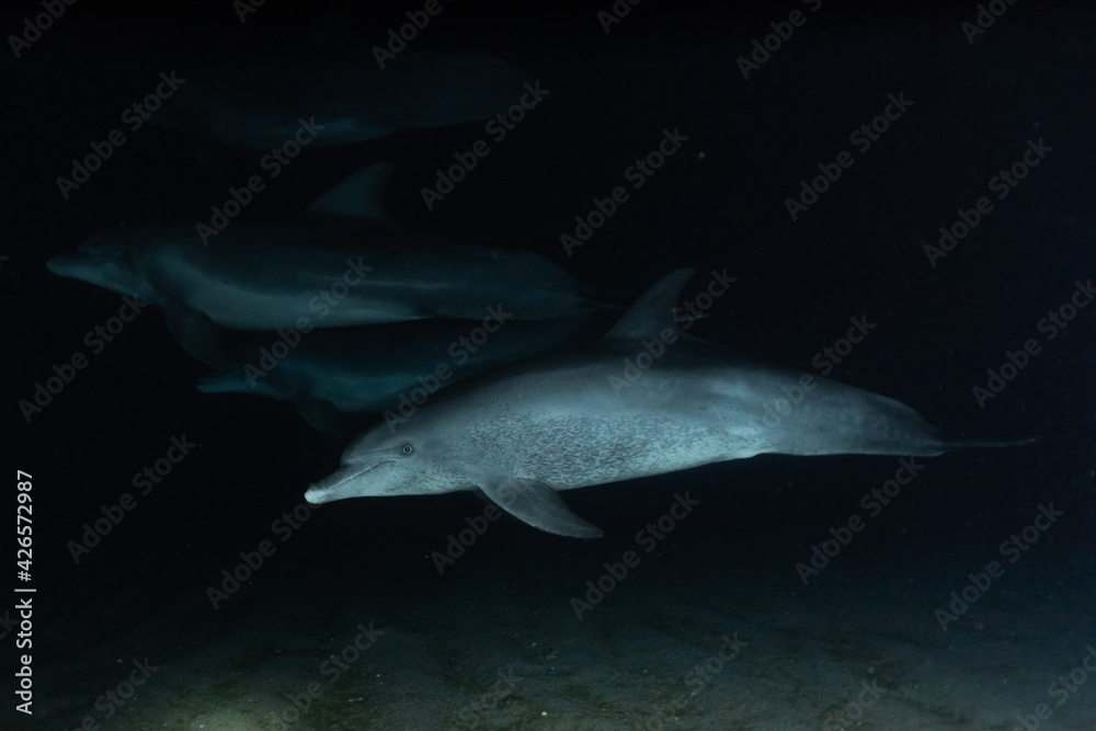 Fototapeta premium Dolphin swimming with divers in the Red Sea, Eilat Israel 
