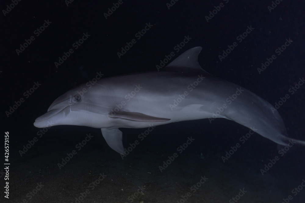 Naklejka premium Dolphin swimming with divers in the Red Sea, Eilat Israel