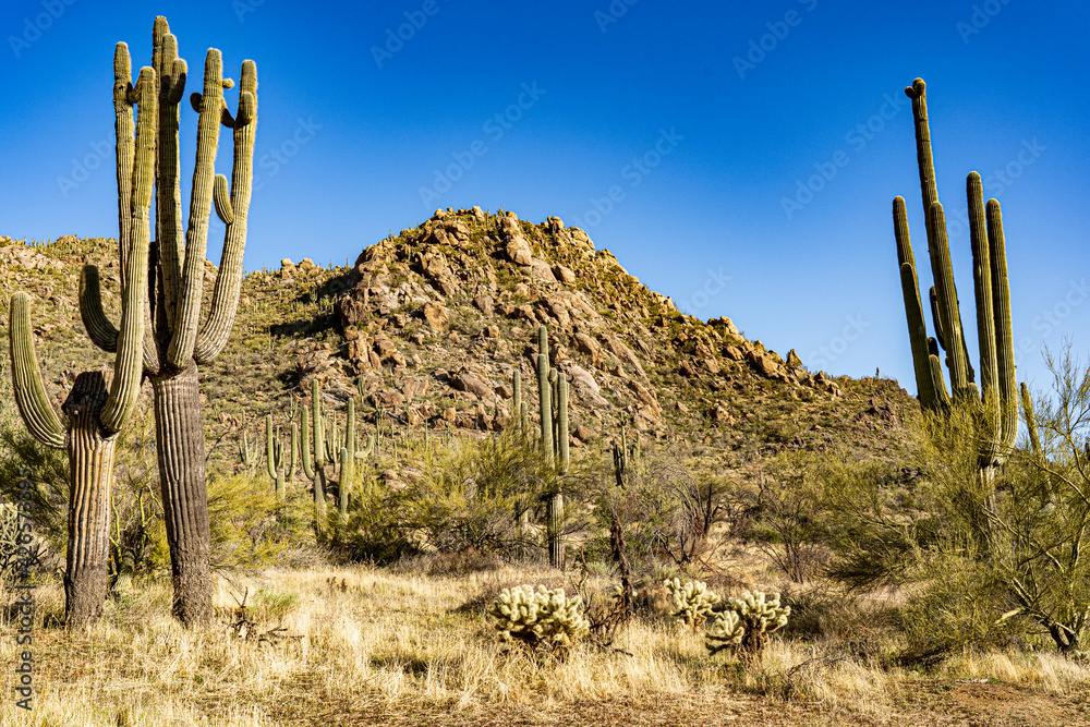 A Sonoran desert landscape in Arizona A Sonoran desert landscape in Arizona