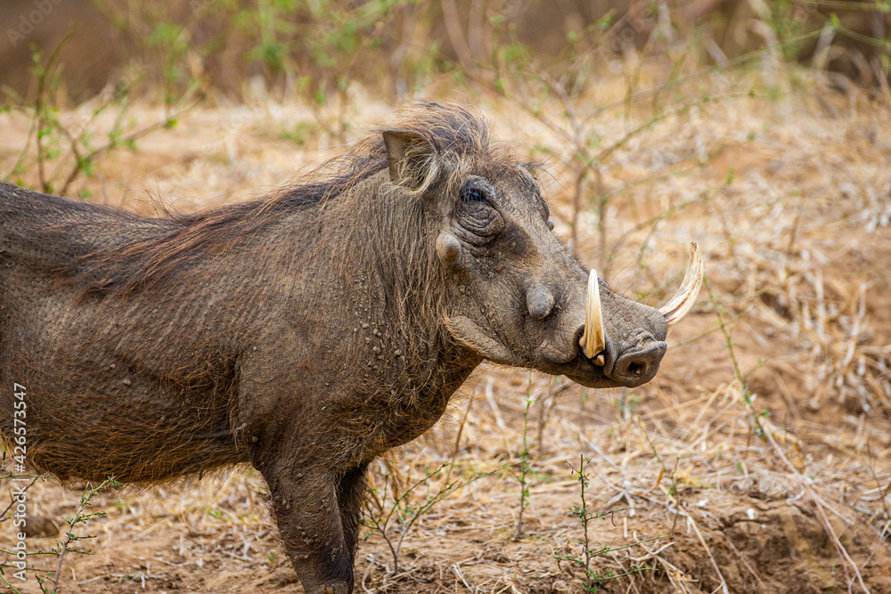 Male warthog walking through the dry riverbed. Male warthog walking through the dry riverbed.