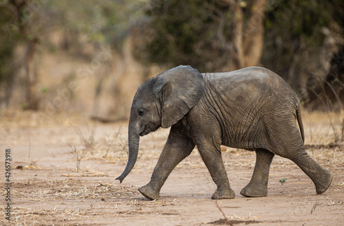 A baby elephant running around behind the herd in Mana Pools  Zimbabwe