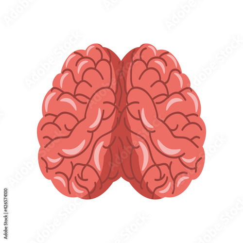 brain human anatomy