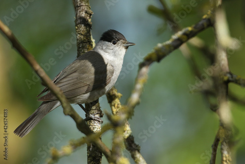 A stunning male Blackcap, Sylvia atricapilla, perching on a branch of a tree in spring.