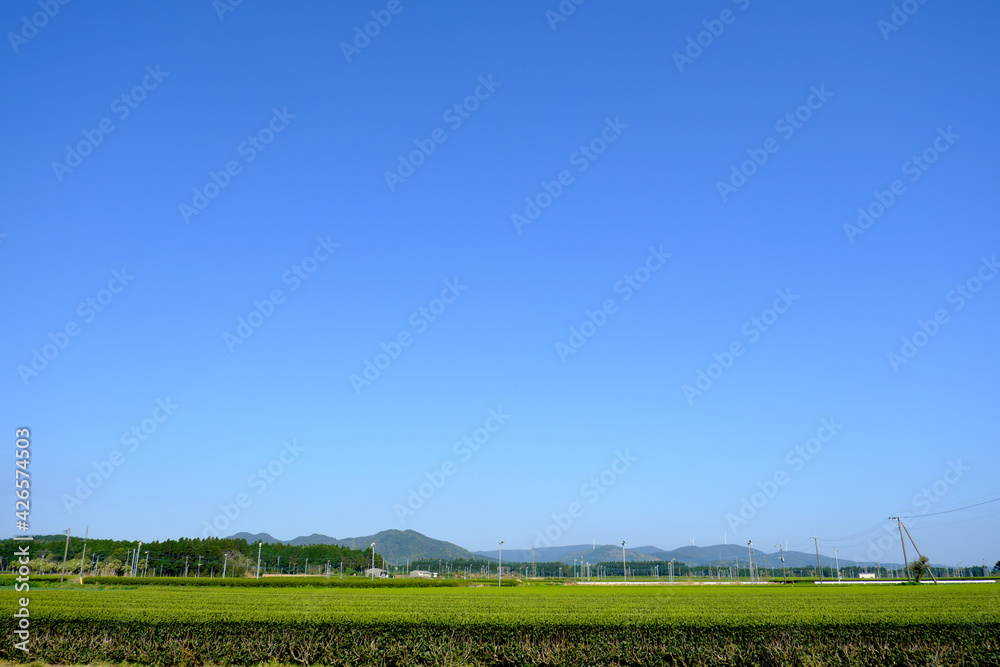 知覧の広大な茶畑の風景