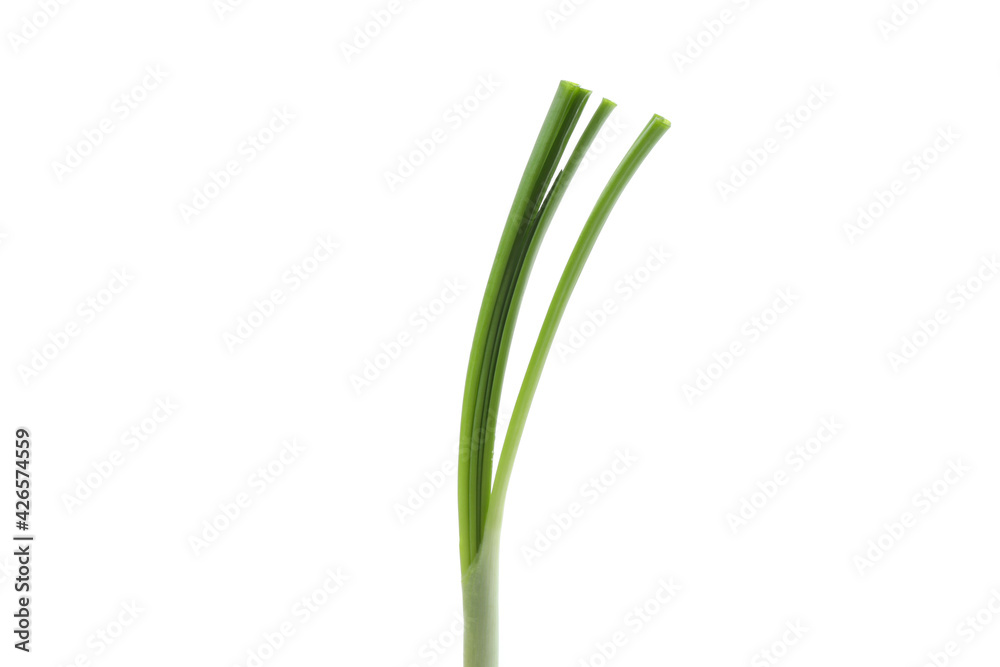 Fresh green onion isolated on white background Fresh green onion isolated on white background