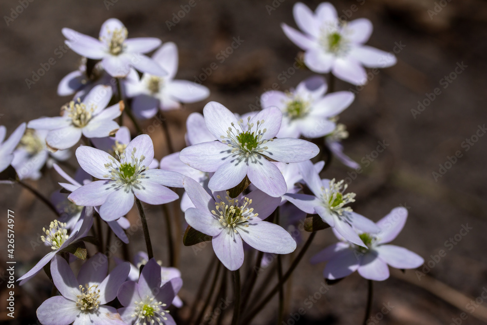Close up view of a cluster of uncultivated native Sharp-lobed Hepatica wildflowers (anemone acutiloba) growing undisturbed in a North America woodland ravine in early spring Close up view of a cluster of uncultivated native Sharp-lobed Hepatica wildflowers (anemone acutiloba) growing undisturbed in a North America woodland ravine in early spring