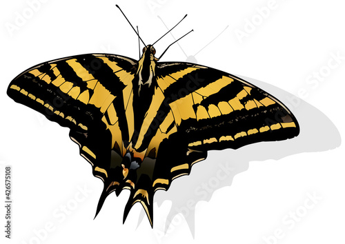 Three-tailed Swallowtail - Beautiful Butterfly Papilio pilumnus Isolated on White Background, Vector Illustration