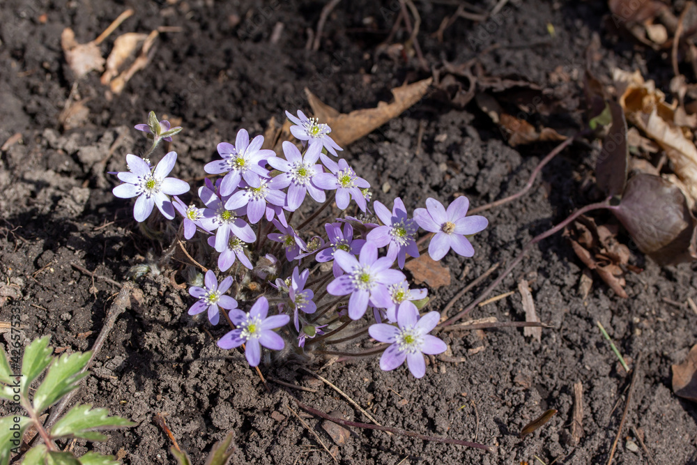 Close up view of a cluster of uncultivated native Sharp-lobed Hepatica wildflowers (anemone acutiloba) growing undisturbed in a North America woodland ravine in early spring Close up view of a cluster of uncultivated native Sharp-lobed Hepatica wildflowers (anemone acutiloba) growing undisturbed in a North America woodland ravine in early spring