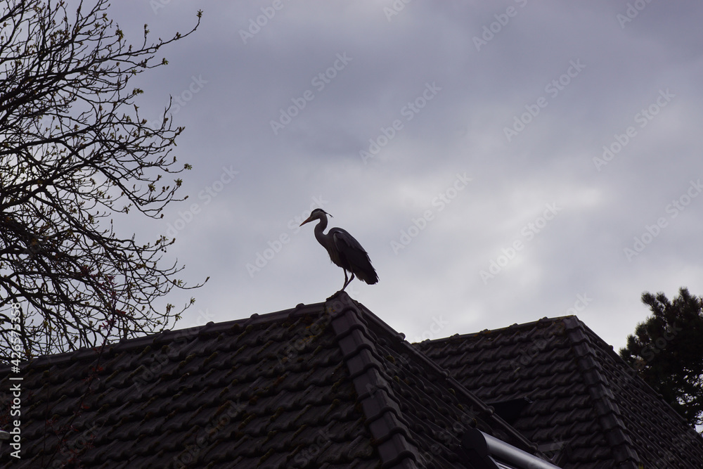 Silhouette in the dark of a Grey heron (Ardea cinerea) on the roof of a house. A dark cloudy sky. Spring, April, Netherlands. Silhouette in the dark of a Grey heron (Ardea cinerea) on the roof of a house. A dark cloudy sky. Spring, April, Netherlands.