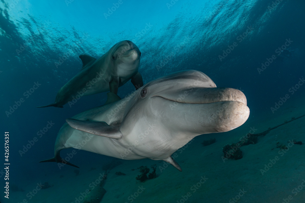Fototapeta premium Dolphin swimming with divers in the Red Sea, Eilat Israel 