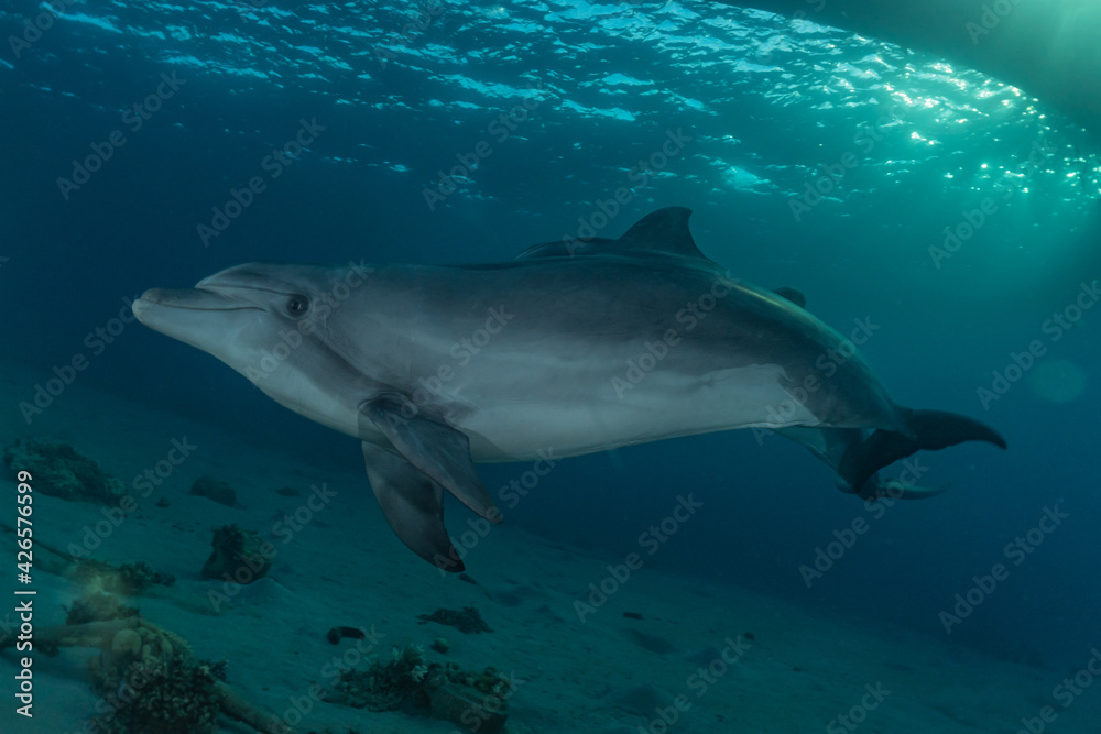 Dolphin swimming with divers in the Red Sea, Eilat Israel
Dolphin swimming with divers in the Red Sea, Eilat Israel