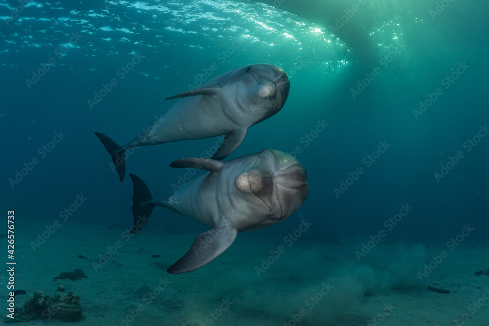 Fototapeta premium Dolphin swimming with divers in the Red Sea, Eilat Israel 