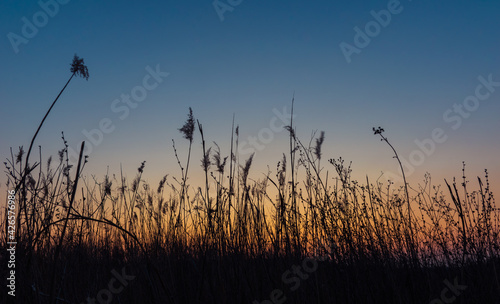 dry reeds on the background of sunset 