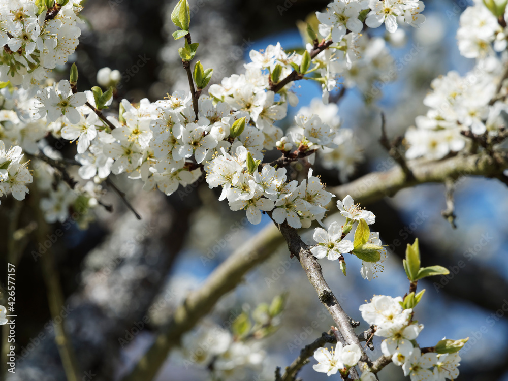Prunus domestica syriaca. Floraison blanche printanière du mirabellier ou prunier à mirabelles Prunus domestica syriaca. Floraison blanche printanière du mirabellier ou prunier à mirabelles