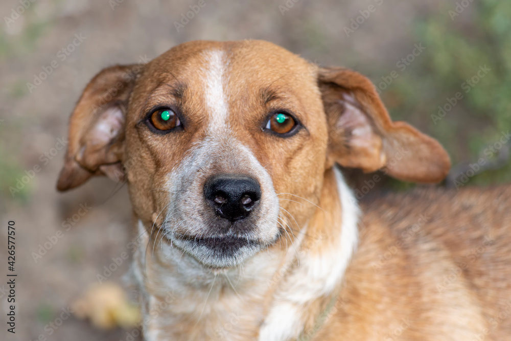Guard brown with white spots dog. A large portrait. Sunny autumn day. Front view. Guard brown with white spots dog. A large portrait. Sunny autumn day. Front view.