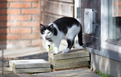 Fototapete Cat with GPS escapes from a cat door
