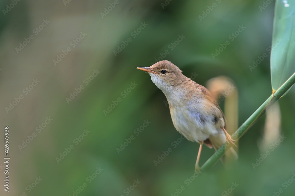 Little reed warbler sitting on the reed. A little reed warbler in its natural environment. Acrocephalus scirpaceus. Little reed warbler sitting on the reed. A little reed warbler in its natural environment. Acrocephalus scirpaceus.
