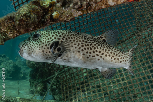 Fish swim in the Red Sea, colorful fish, Eilat Israel 